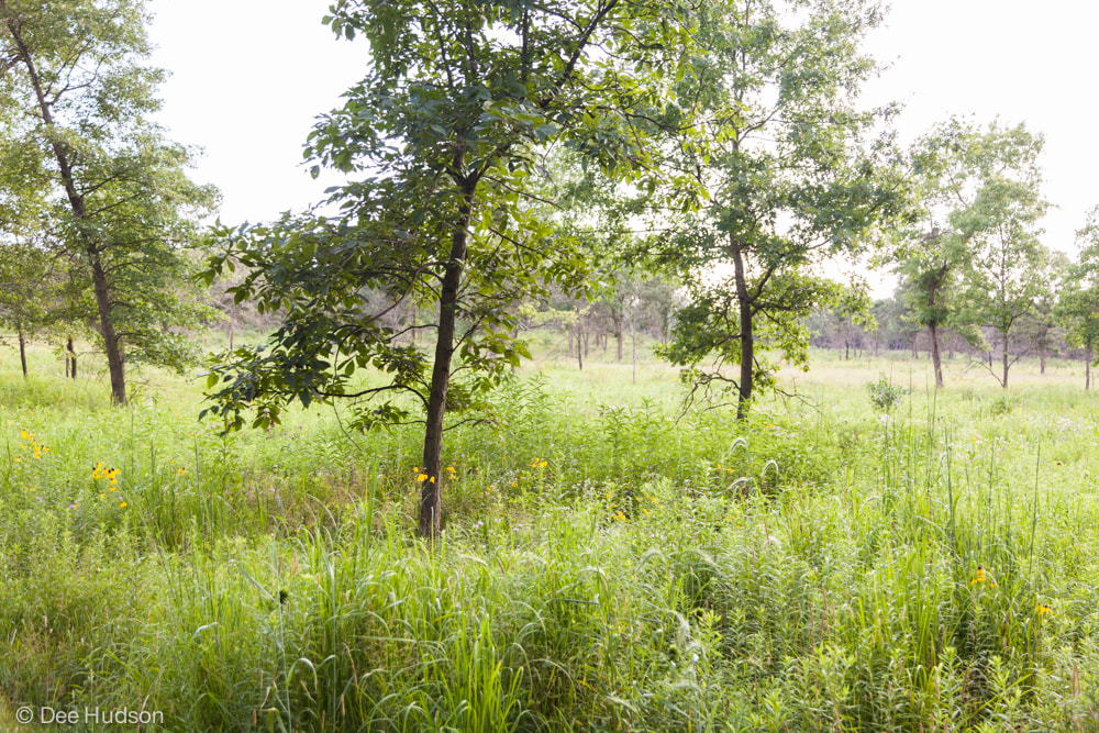 Giant Walkingstick  Missouri Department of Conservation